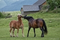 animaux3 (4)